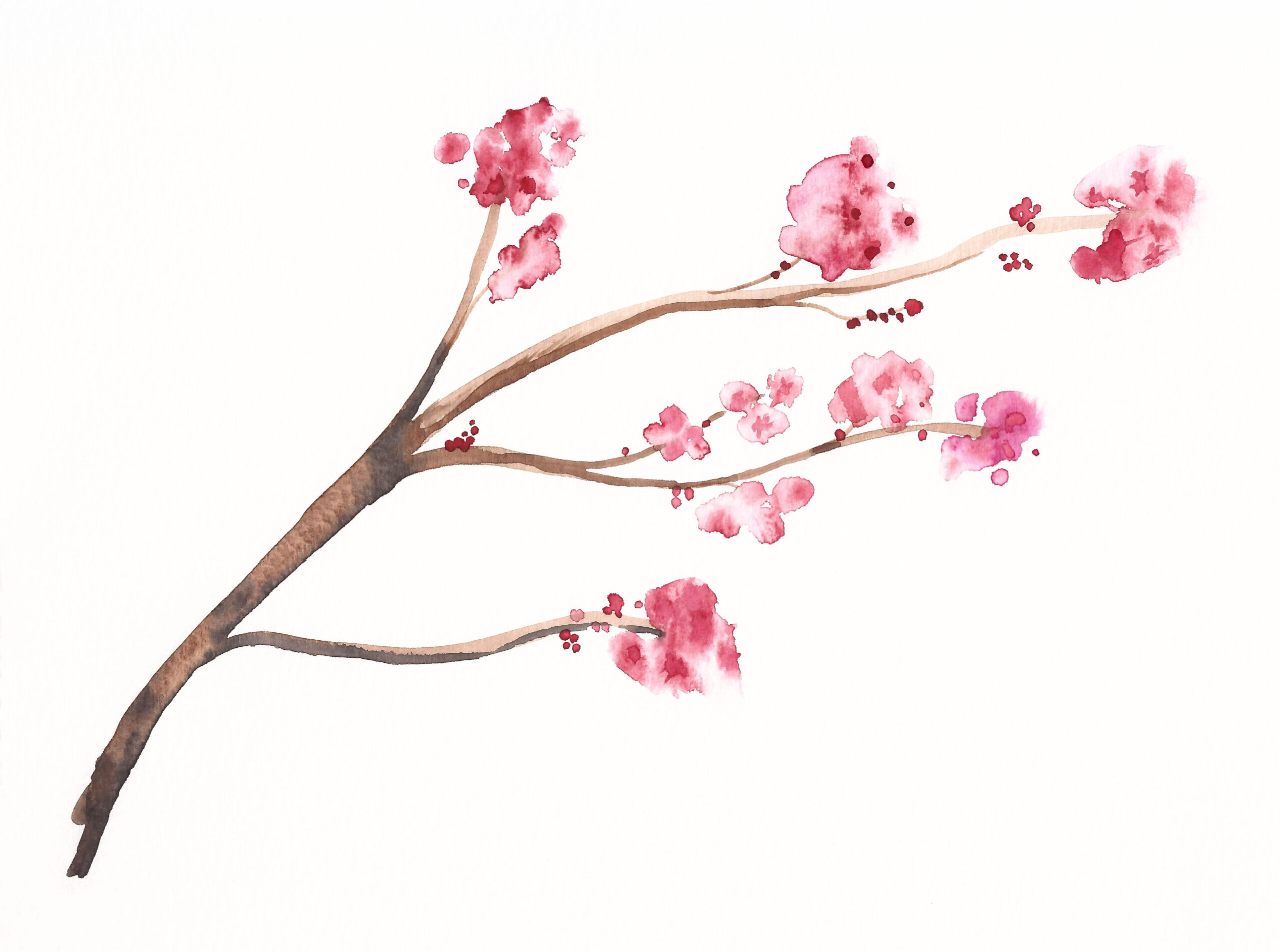 Watercolor cherry blossom tree branch – Yokota FSS